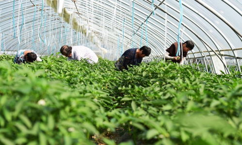 文縣頂峰農業 扎根甘肅大山,豐富國民餐桌