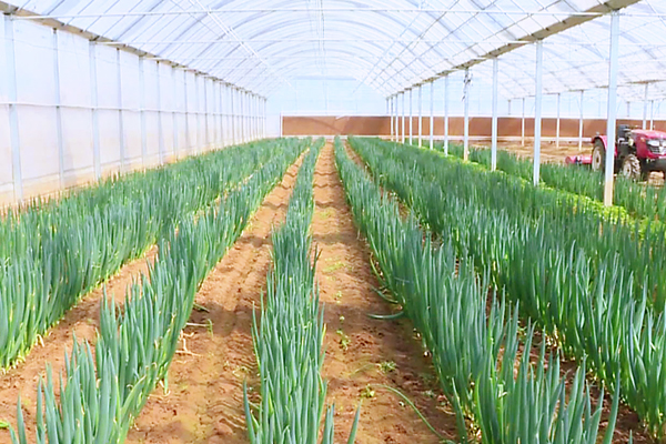 走進(jìn)山西鑫熬興綜合農(nóng)業(yè)開發(fā)的智能溫室大棚,綠油油的蔥苗