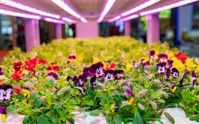 第四屆進(jìn)博會光明食品集團(tuán)&ldquo;The Smart Chain&rdquo;開幕