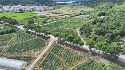 大力發(fā)展特色農(nóng)業(yè) 武寧縣為鄉(xiāng)村振興持續(xù)注入強(qiáng)勁動(dòng)能