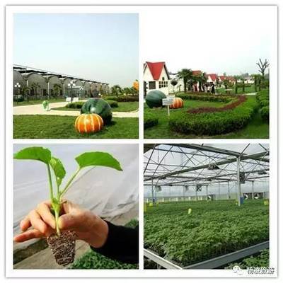 楊凌農科金牌旅游聯盟之景區篇(三)--楊凌新天地農業科技示范園