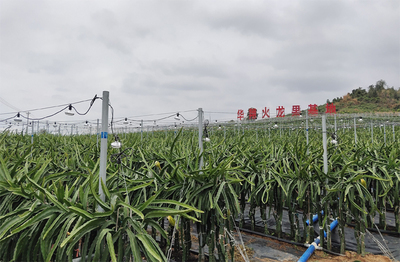 防疫不松生產(chǎn)不誤 海南樂東華翔農(nóng)業(yè)基地&ldquo;火龍果&rdquo;長勢喜人