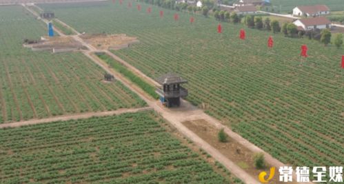 西洞庭祝豐鎮(zhèn) 發(fā)展現(xiàn)代農(nóng)業(yè) 帶動產(chǎn)業(yè)扶貧