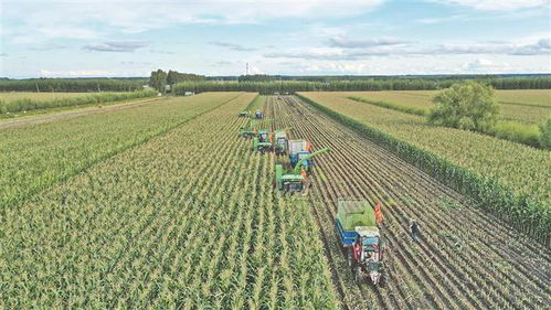 領鮮示范第一縣 領跑農(nóng)字號產(chǎn)業(yè)發(fā)展新賽道 青岡縣鮮食玉米產(chǎn)業(yè)促農(nóng)增收典型經(jīng)驗做法綜述