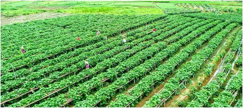 年產(chǎn)值138000000元 肇慶這棵菜暢銷粵港澳大灣區(qū)