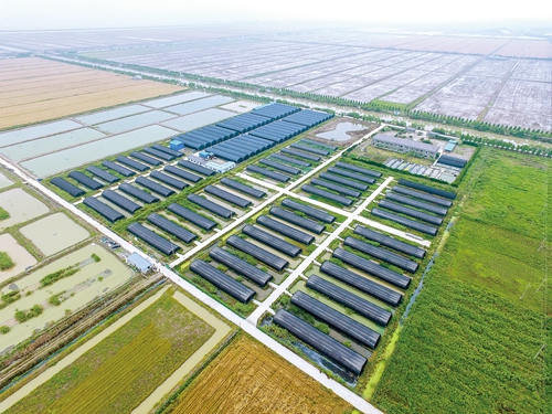 浙江慈溪恒海農業鐵皮石斛長勢喜人，助力現代農業高質量發展