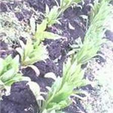 重慶藍鼎納米生理水施肥機 價格、圖片與產品詳情介紹