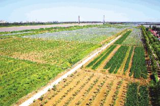 點亮農業智慧之光——現代農業創新開發與經濟發展新路徑