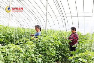 高崖水庫庫區 加快現代農業發展，打造有機農產品供銷基地